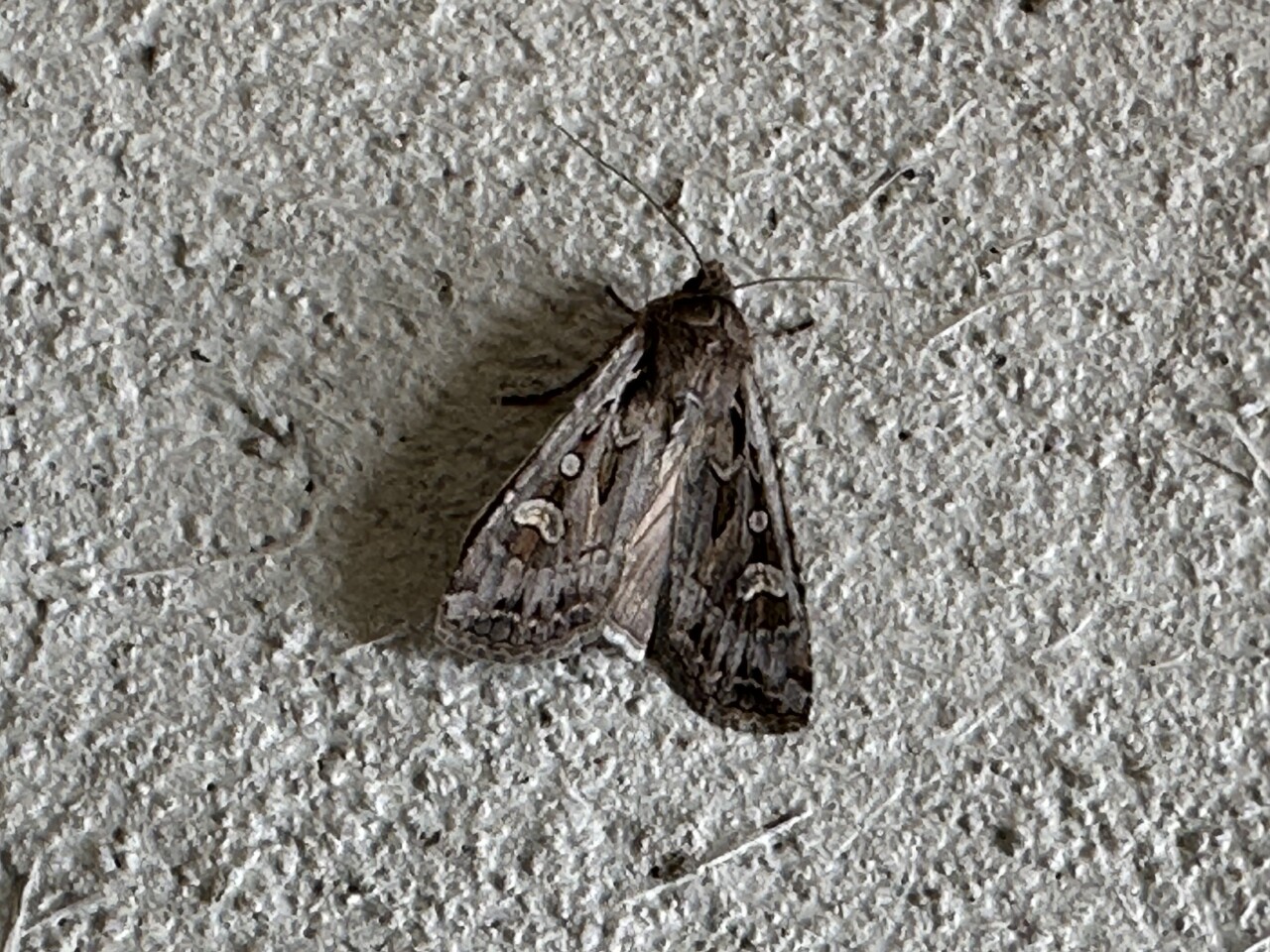 What you need to know about the miller moth migration as it hits